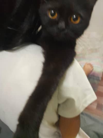 2 bombay black female very friendly play full cat