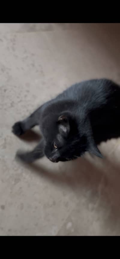 Black cat persion