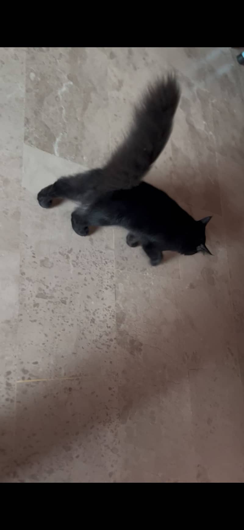 Black cat persion 1