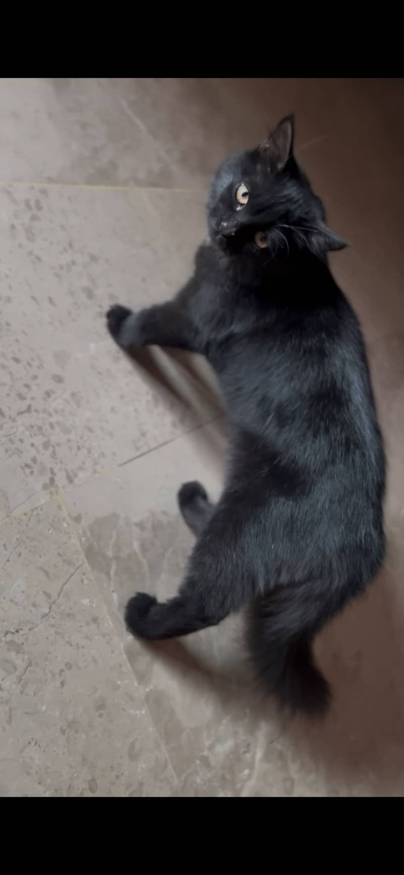 Black cat persion 2