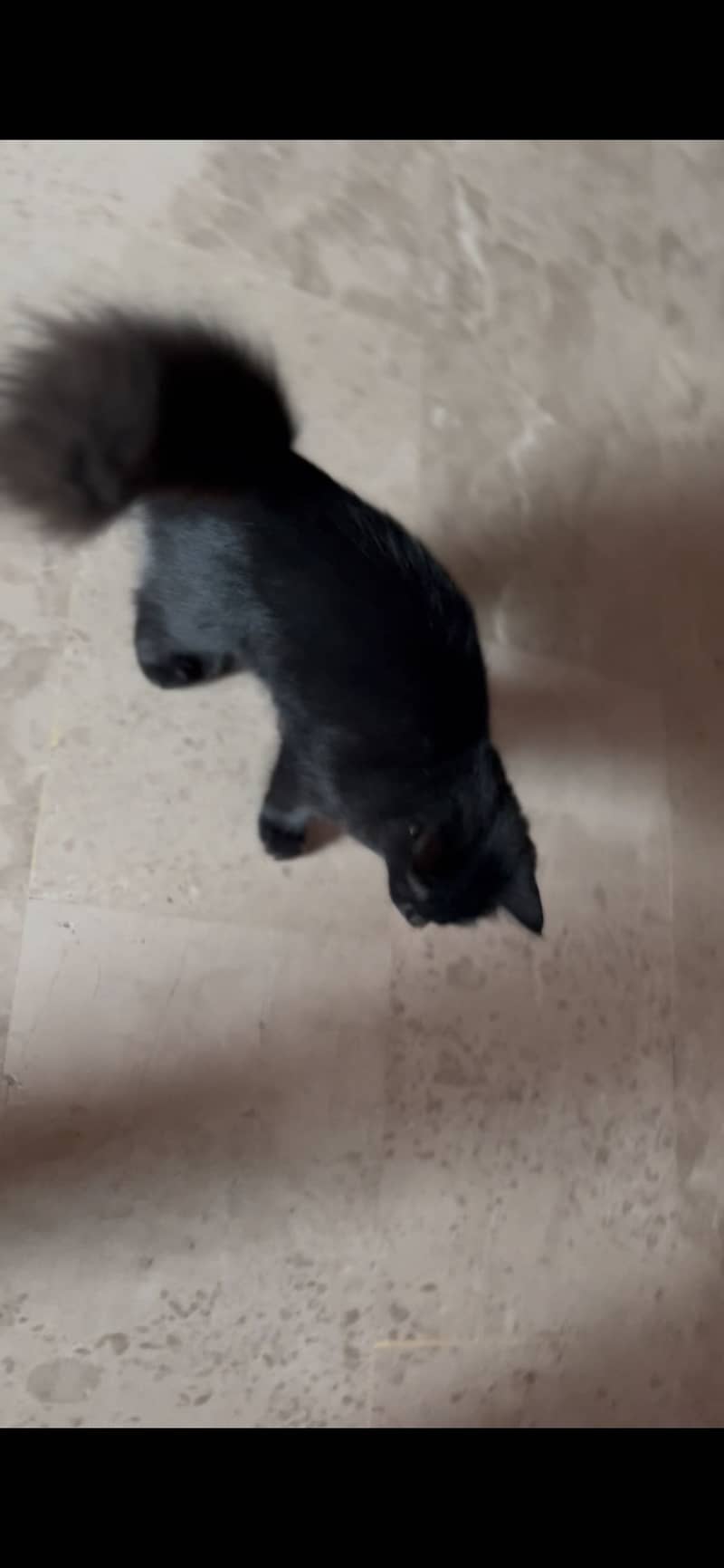 Black cat persion 3