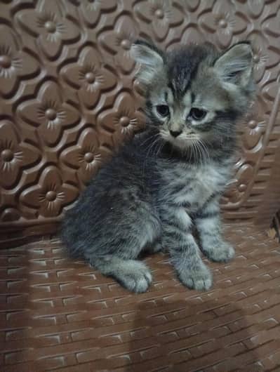 Fully Trained & Playful Persian Cat for Loving Home