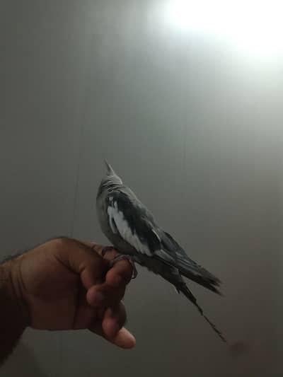 hand tame bird