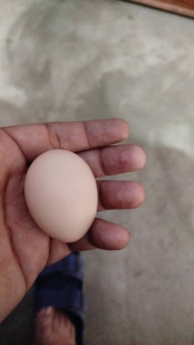 Desi and misri fertile freggs are available for sale 50 rupees per egg