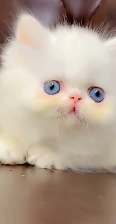 Hosdghd