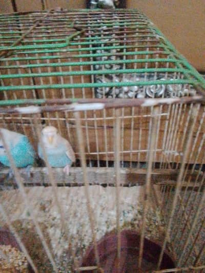 Parrot for sale. Young