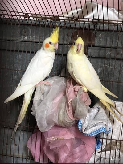 coctail beautiful pair for sell