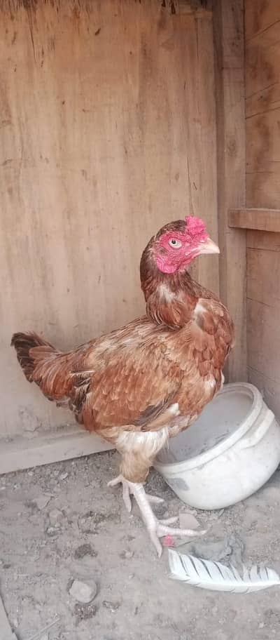 aseel morgiya for sale