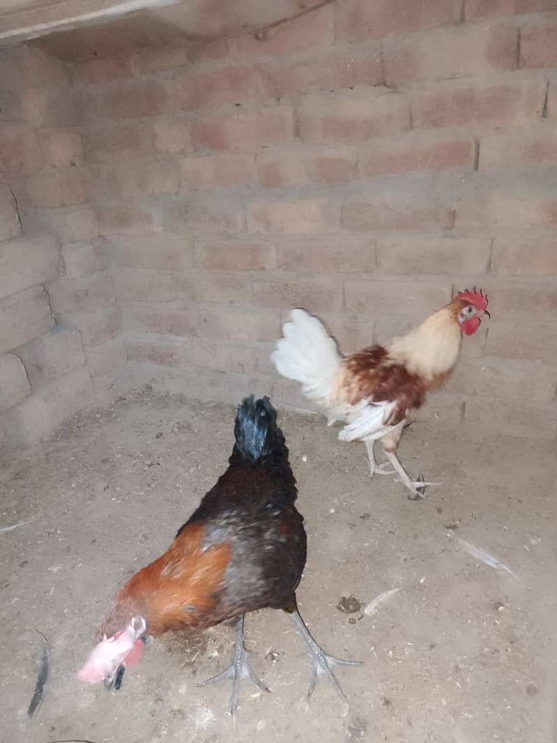 Desi murga avilable 2