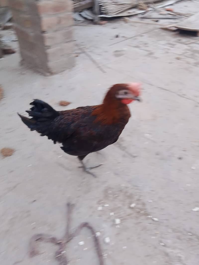 Desi murga avilable 6