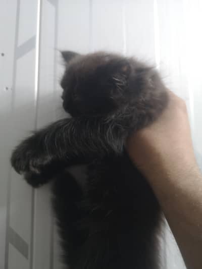 Persion Male Kitten