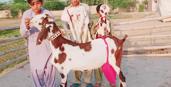 3 Bacchon Ka Sath Desi Bakri ___ 03299224671