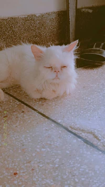 beautiful female Siamese cat available for sale very c. . . . .