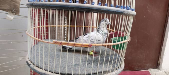 Cage for sale