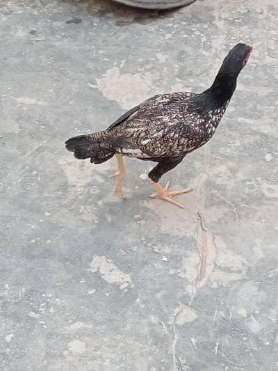 Aseel amrohi pathi