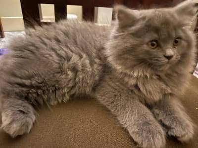 Loving Double Coat Persian Kitten
