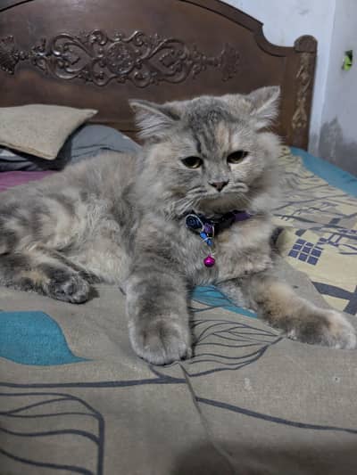 Persian cat