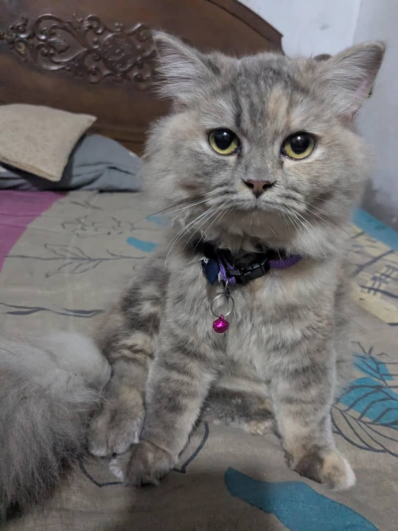 Persian cat 1