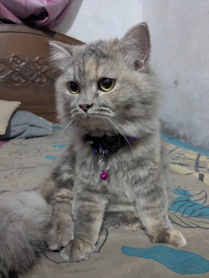 Persian cat 2