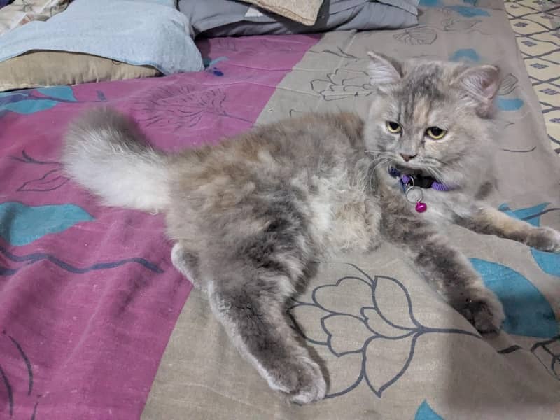 Persian cat 3