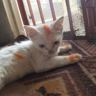 for sale urgent
