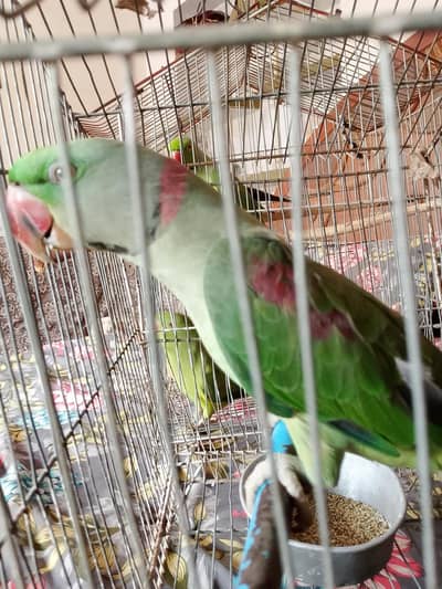 Raw Parrot