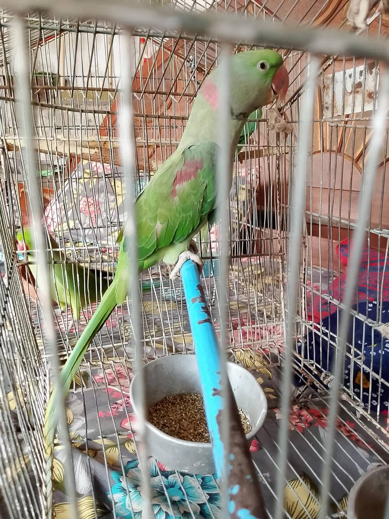 Raw Parrot 1