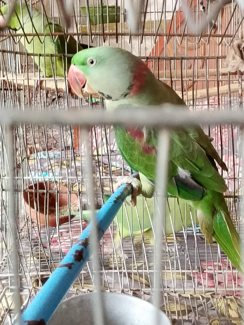 Raw Parrot 2