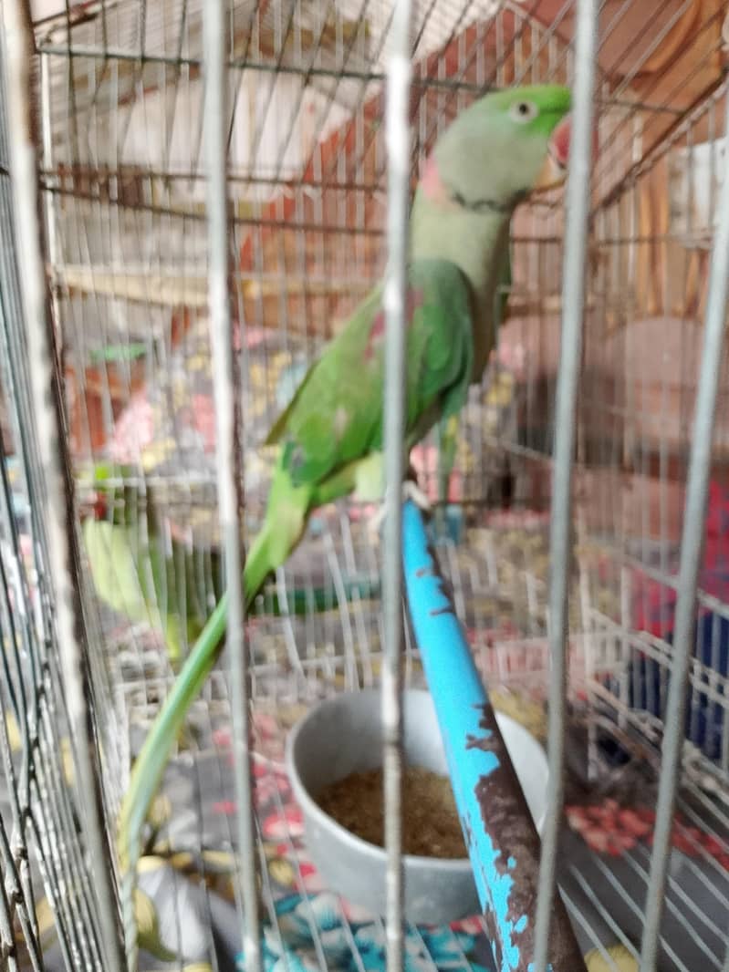 Raw Parrot 3