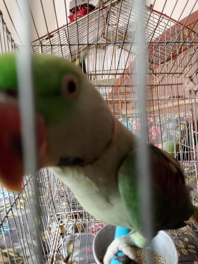 Raw Parrot 4