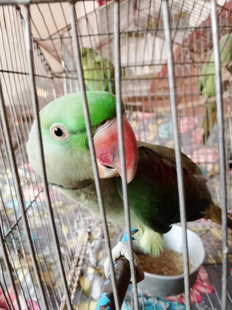 Raw Parrot 5