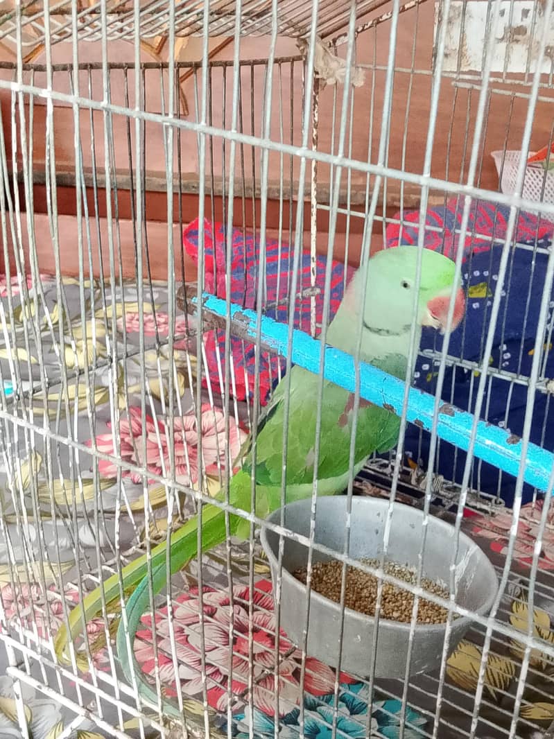 Raw Parrot 6