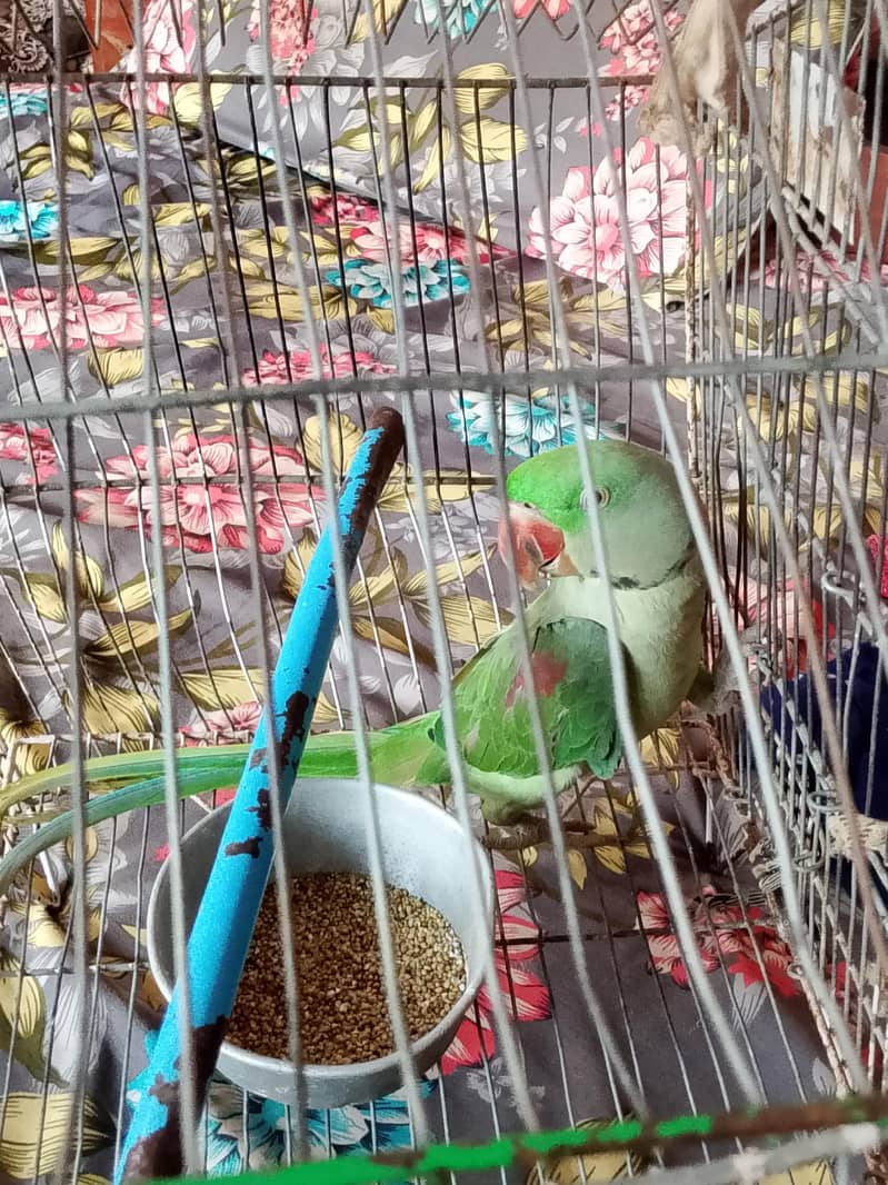 Raw Parrot 7
