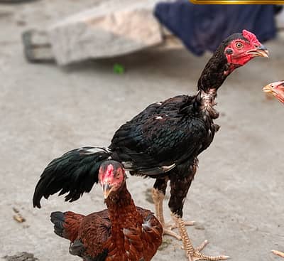Pure Aseel and  pair for Sale - Top Quality