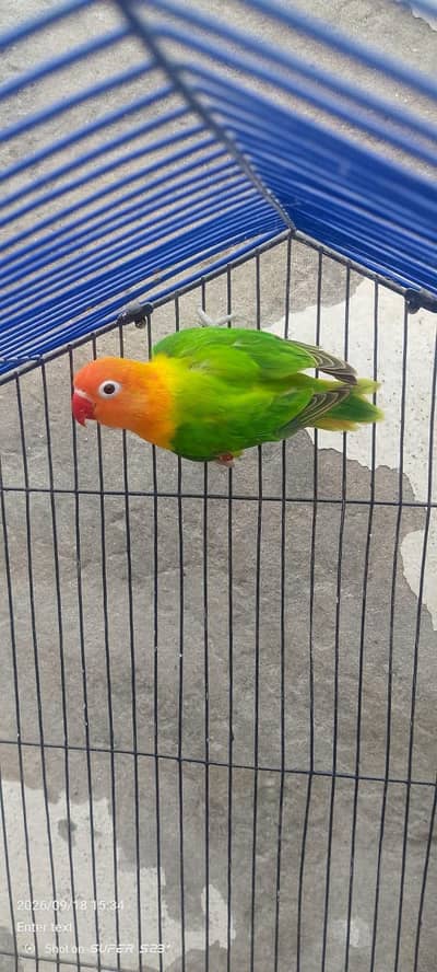 green opline male possible ino