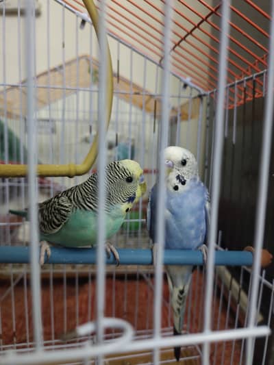 4 Beautiful Australian Budgies with Cage 