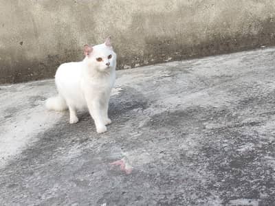 Persian cat for sale