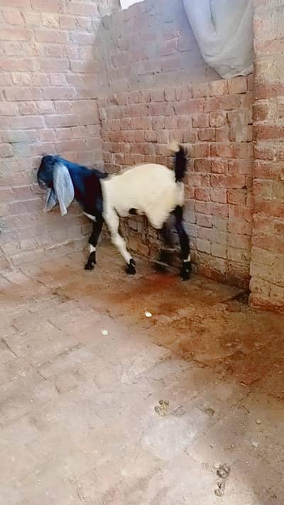 Bakra for sale