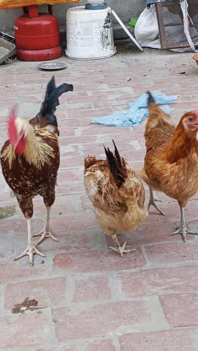 Golden Misry Hens Egg Lying 03014011627