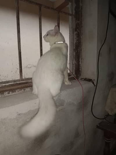 pet cat for sale