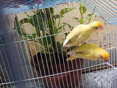love bird breeder pair available0/3/2/1/4/9/4/6/8/4/4