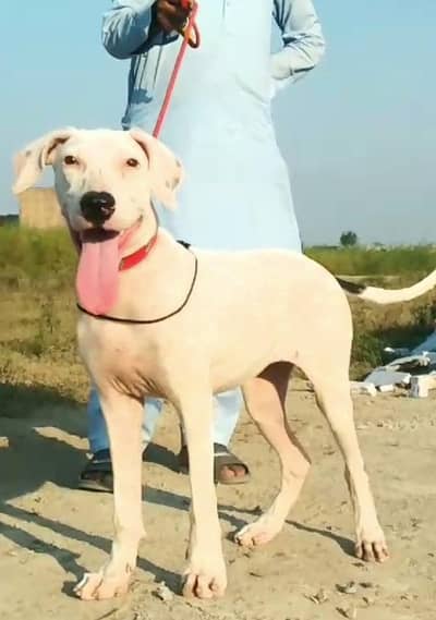 paver Bully female age 4 month old for sale available