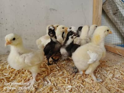 fancy chiks available sultan chiks