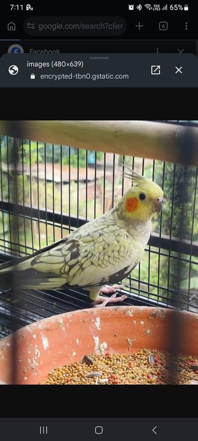 pearl cockatiel female