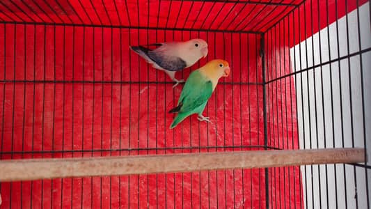 Lovebirds,java,finch,cages