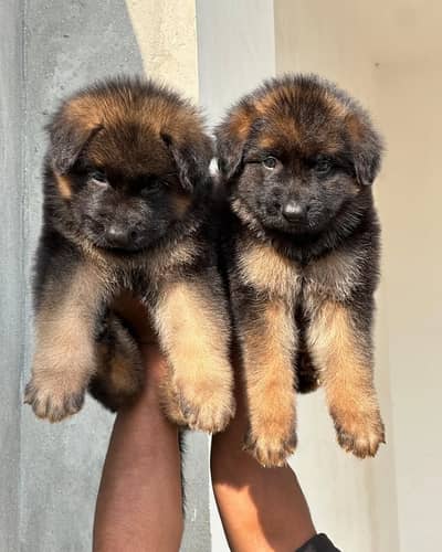 Top Quality Puppies Available _ Imported _ All Breeds