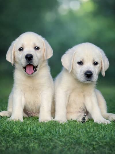 Top Quality Puppies Available _ Imported _ All Breeds