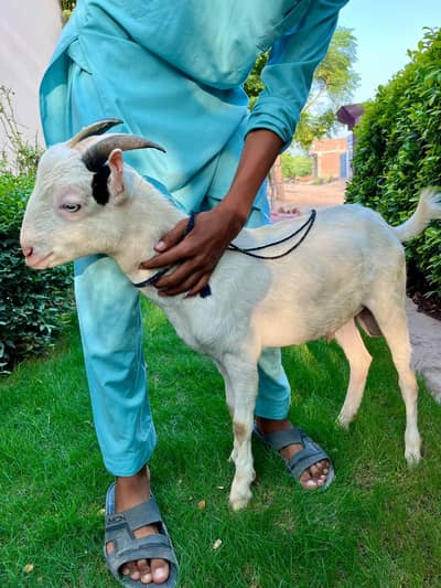 bakra goat for sale
