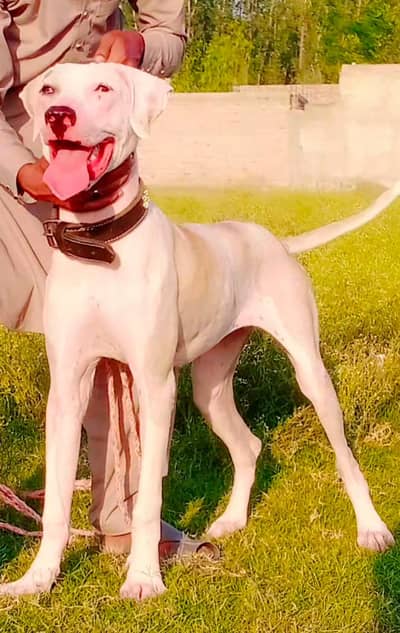 Bully Gultair female age 7 month for sale