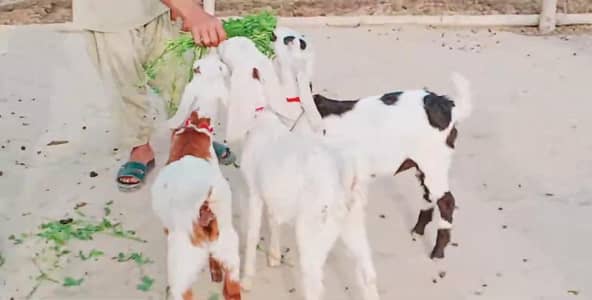 3 Bacchon Ka Sath Desi Bakri __ 03247915246